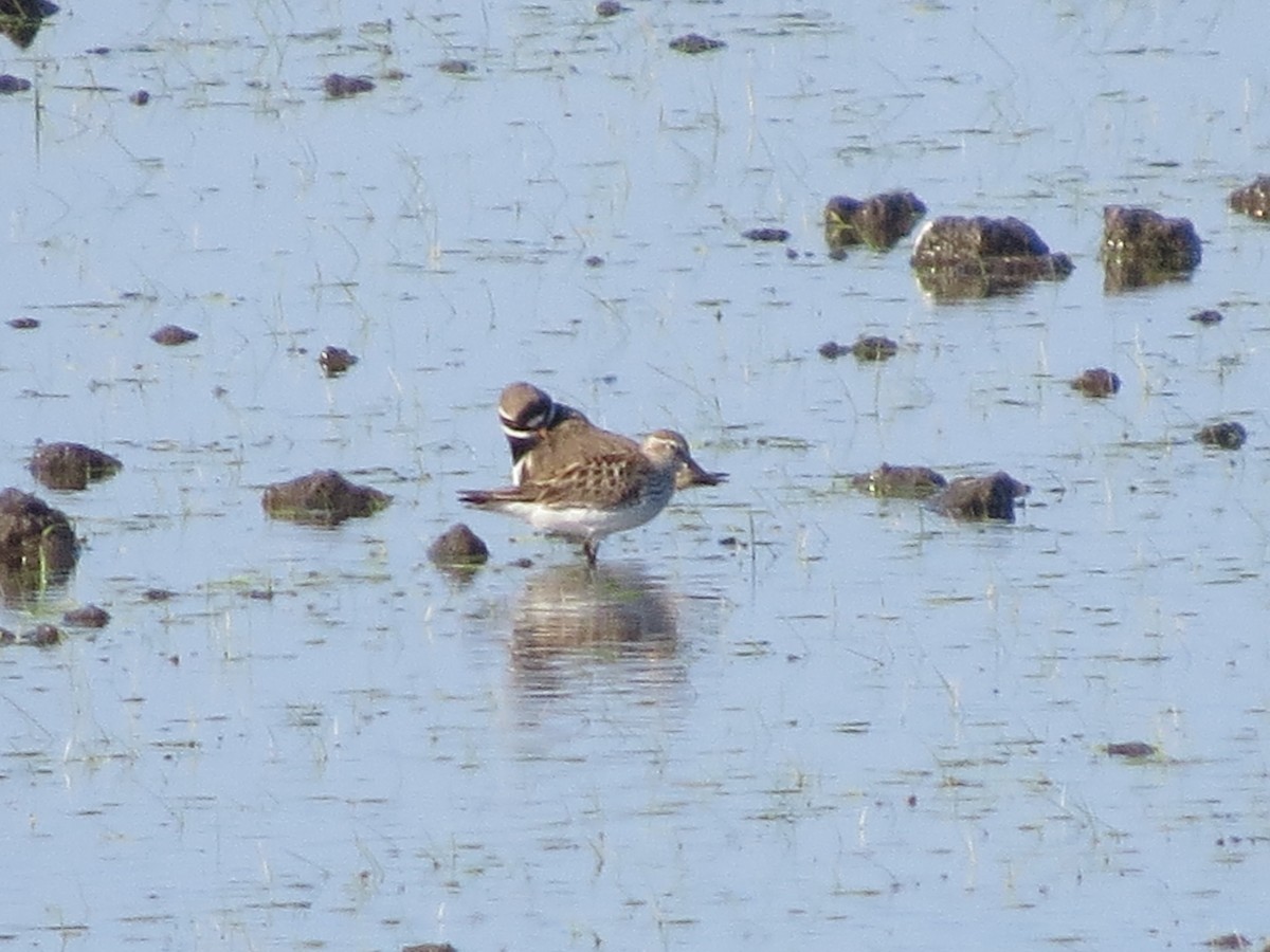 White-rumped Sandpiper - ML619500460