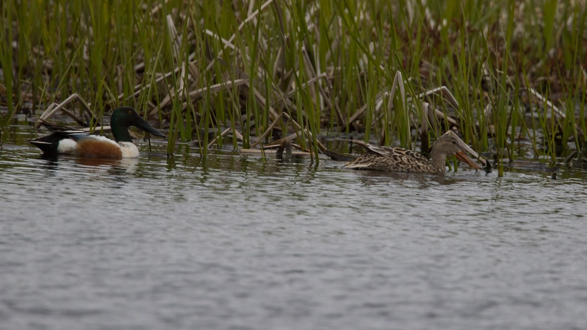 Northern Shoveler - Detcheverry Joël