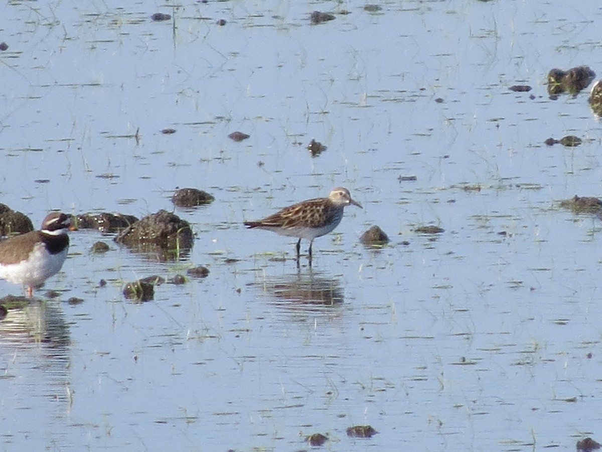 White-rumped Sandpiper - Gregorio Chaguaceda Tomás