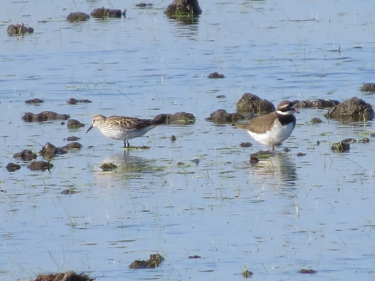 White-rumped Sandpiper - Gregorio Chaguaceda Tomás