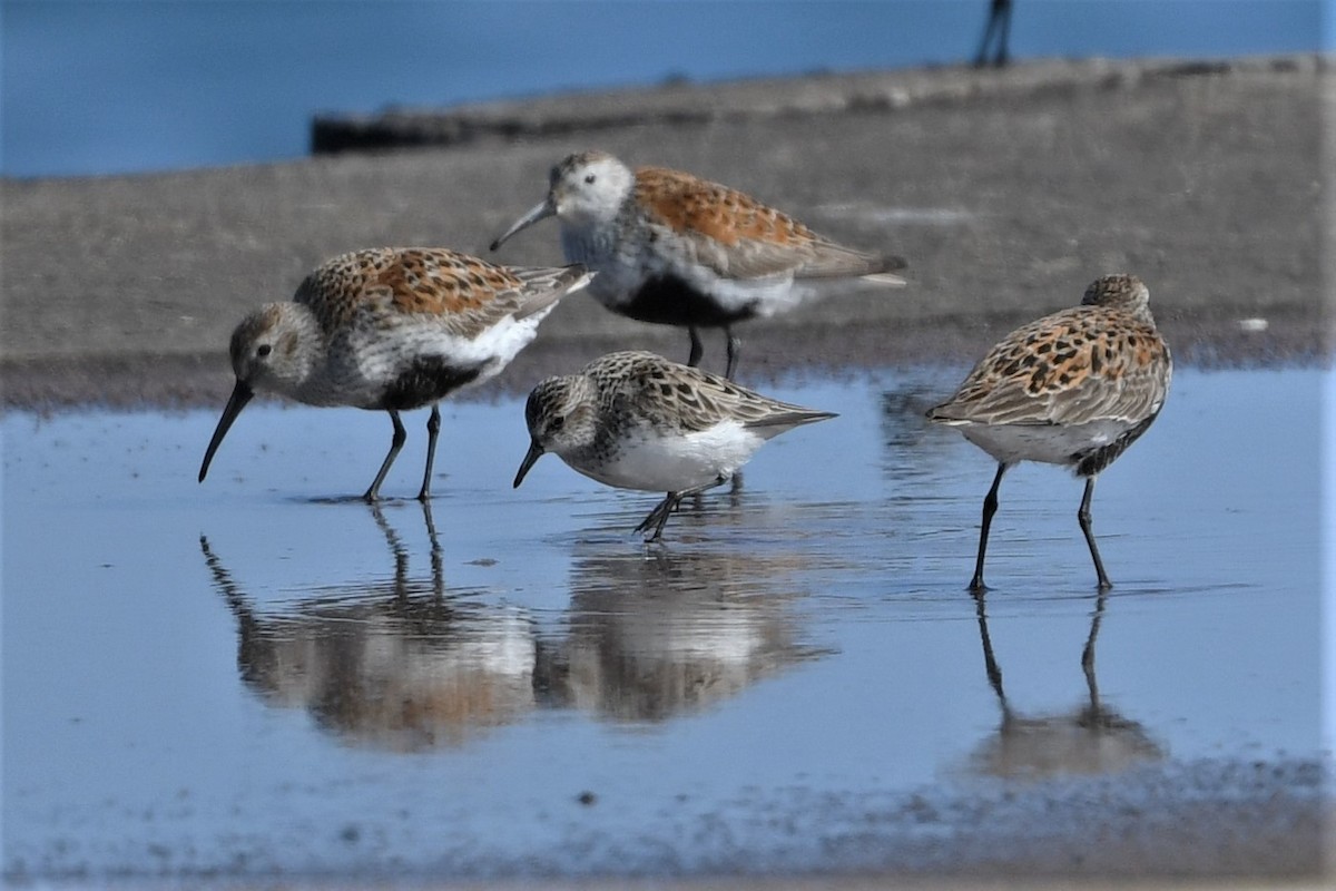 Semipalmated Sandpiper - Mark Miller