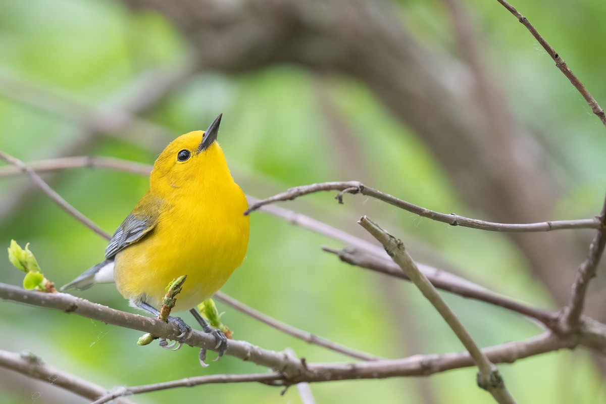 Prothonotary Warbler - Ben  Lucking