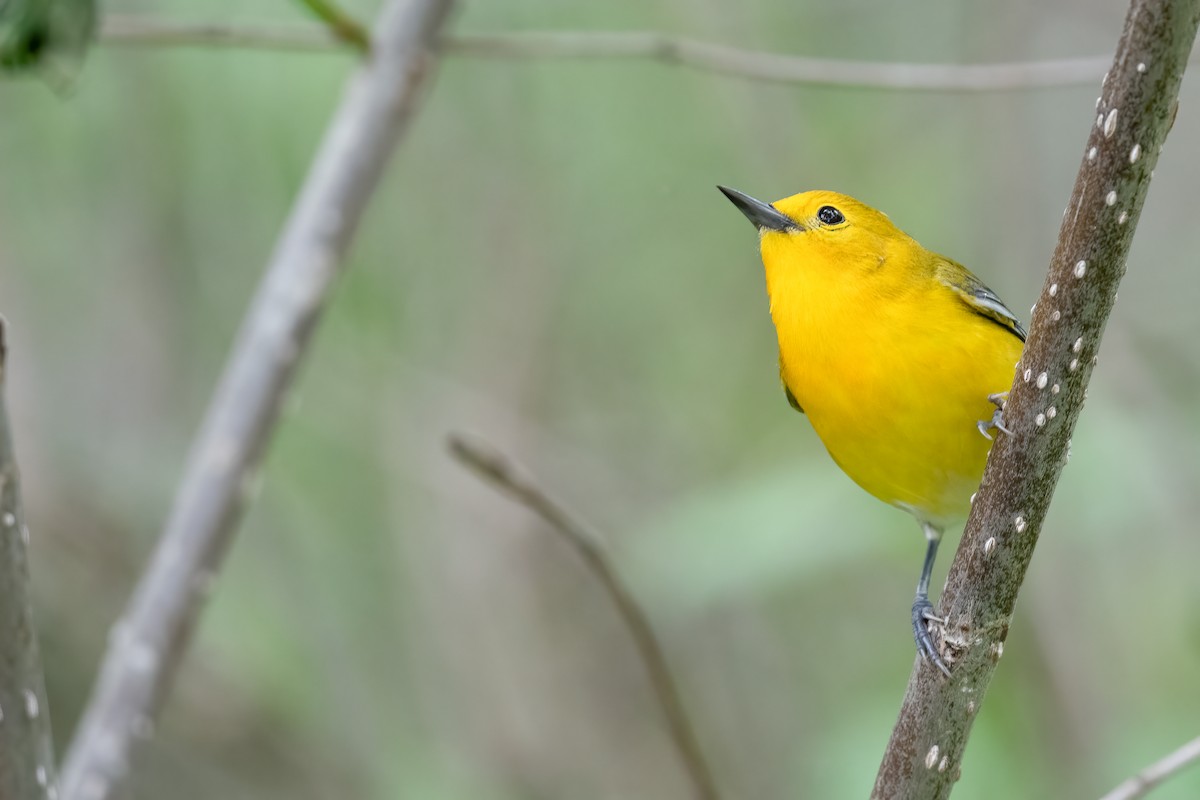 Prothonotary Warbler - Ben  Lucking