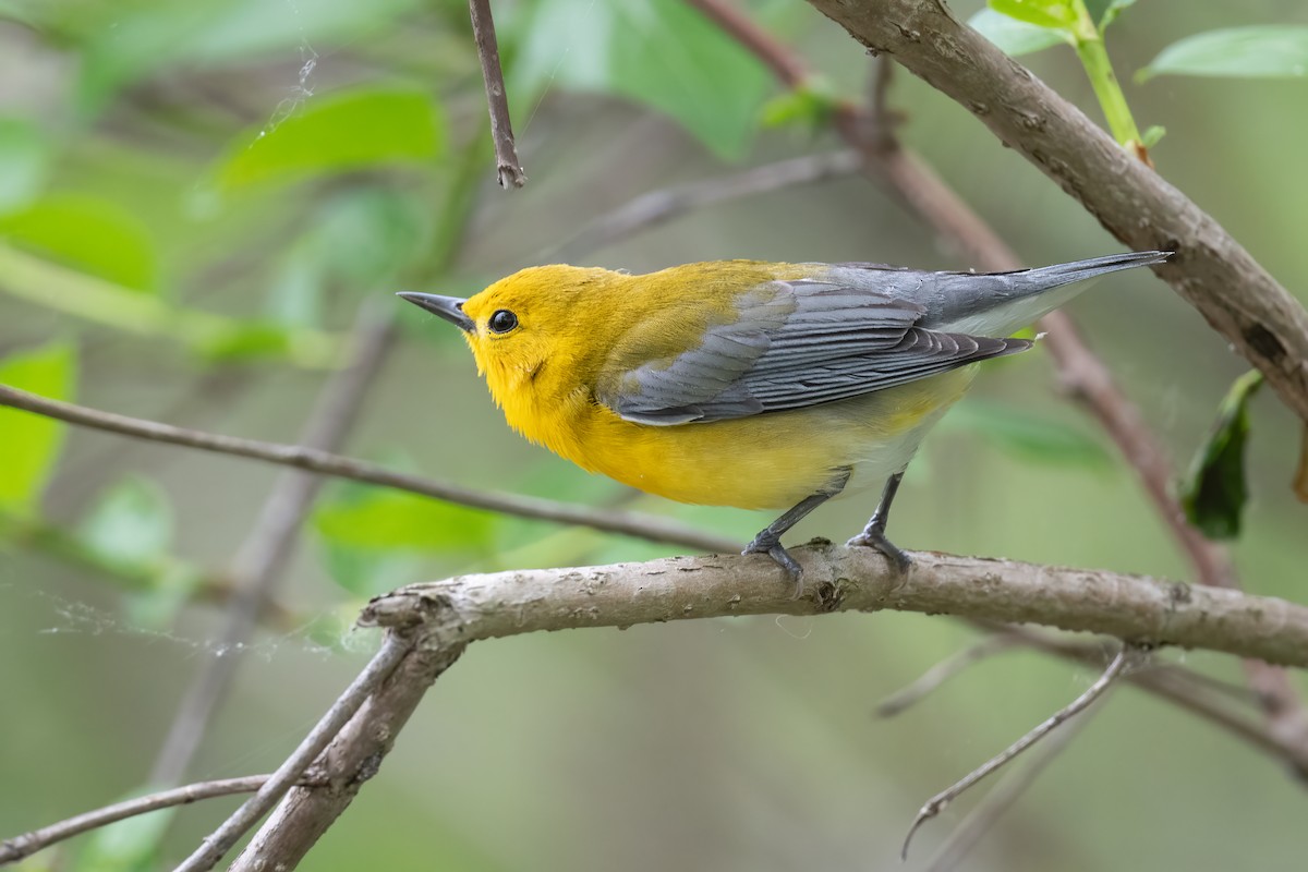 Prothonotary Warbler - Ben  Lucking