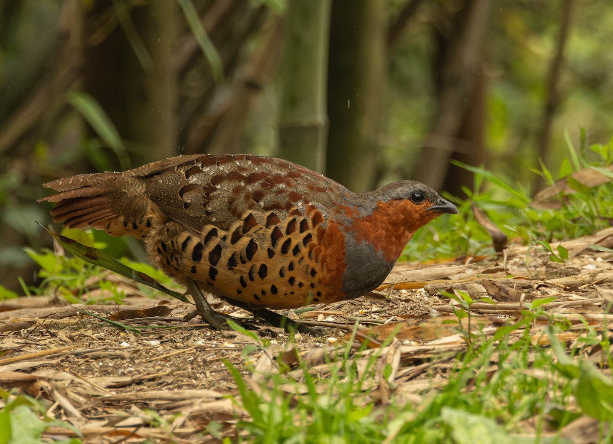 Chinese Bamboo-Partridge - Garret Skead