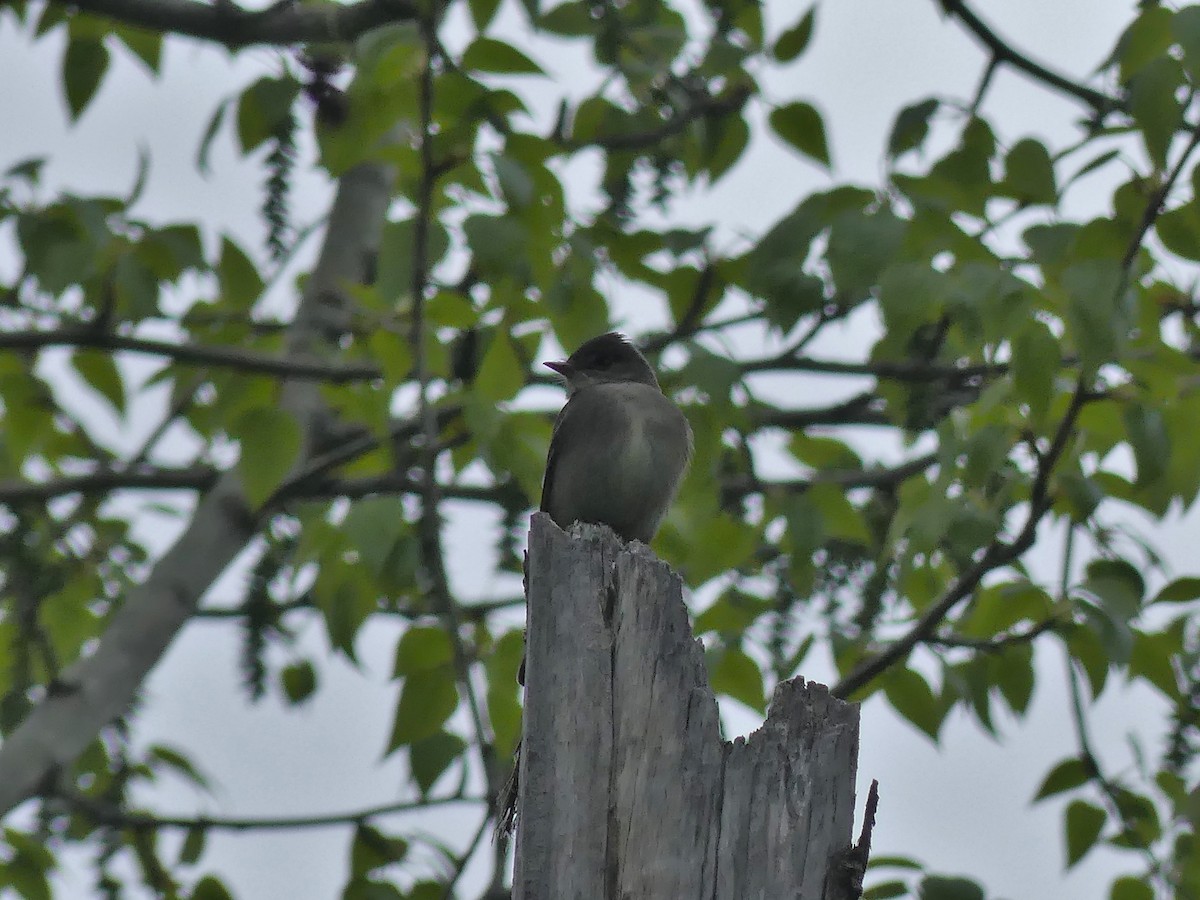 Western Wood-Pewee - Vincent  T Cottrell