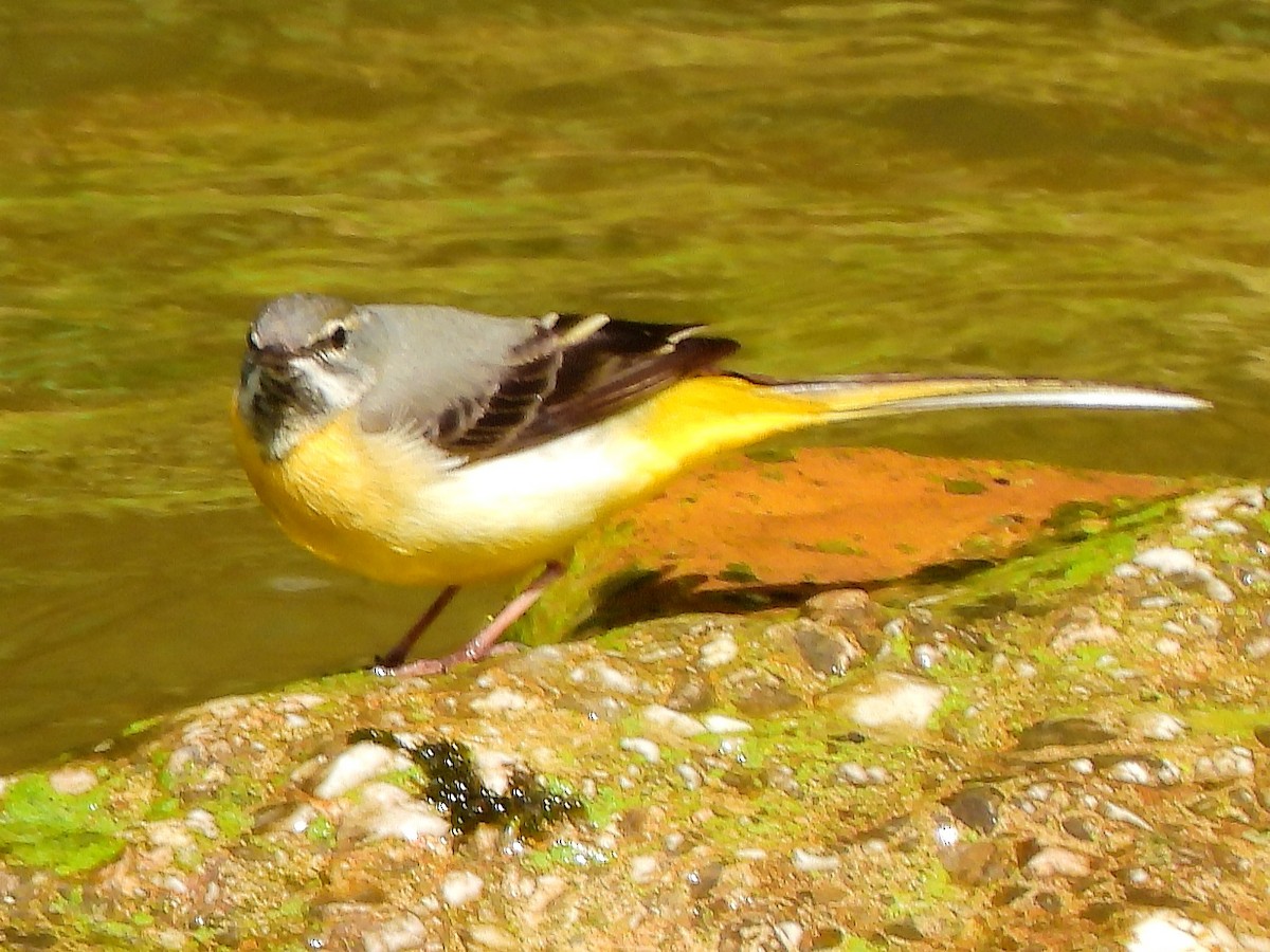 Gray Wagtail - Aurora Cubillas