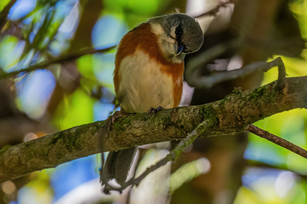 Bay-chested Warbling Finch - ML619500485