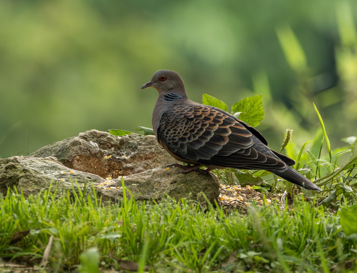 Oriental Turtle-Dove - Garret Skead