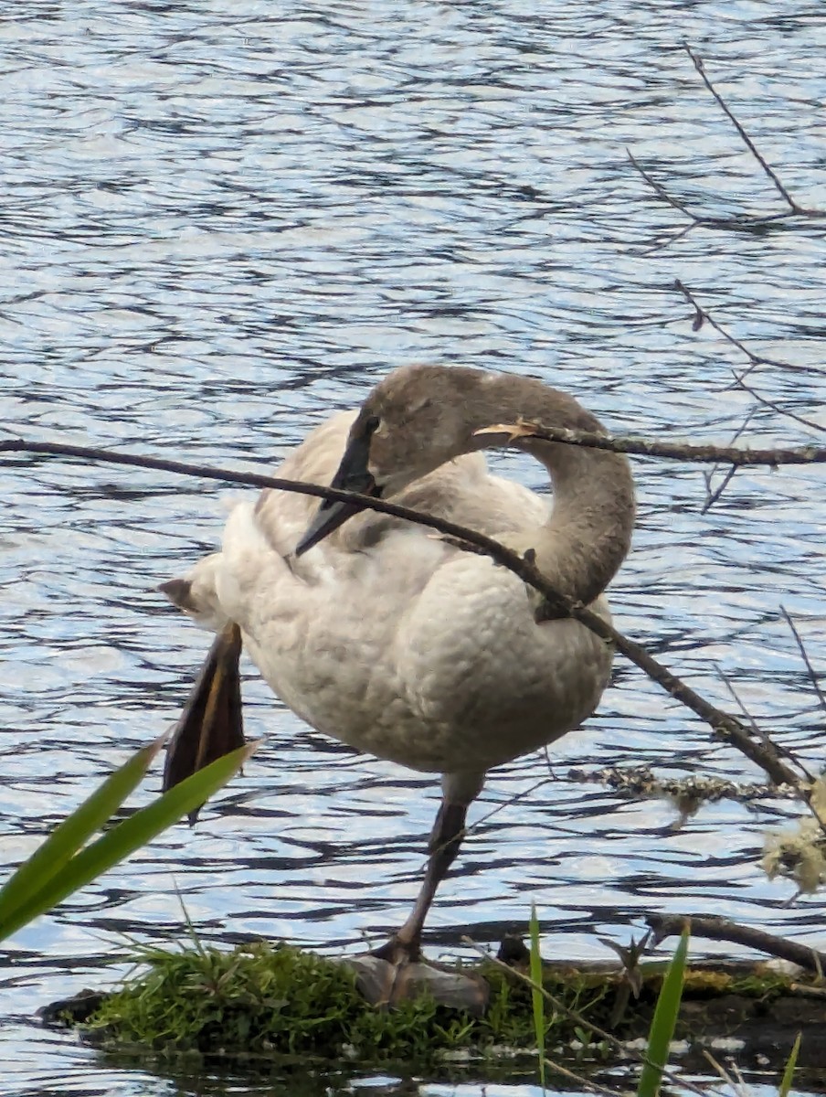 Trumpeter Swan - ML619500489