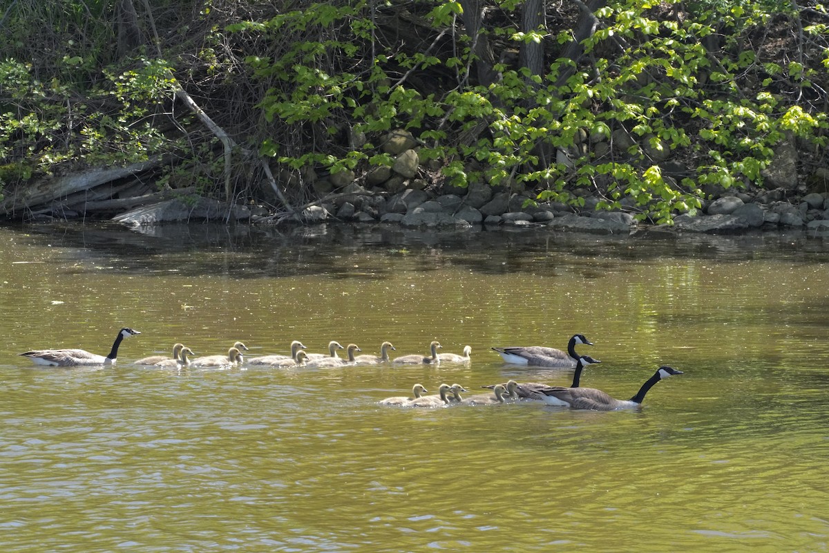 Canada Goose - Chris Wills