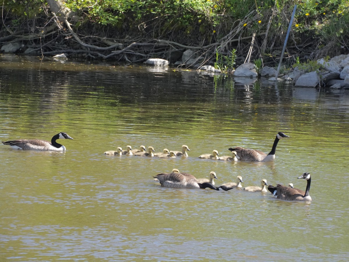 Canada Goose - Chris Wills