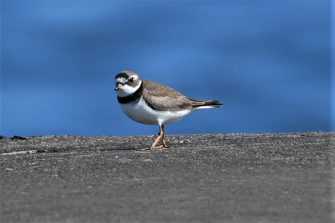 Semipalmated Plover - Mark Miller