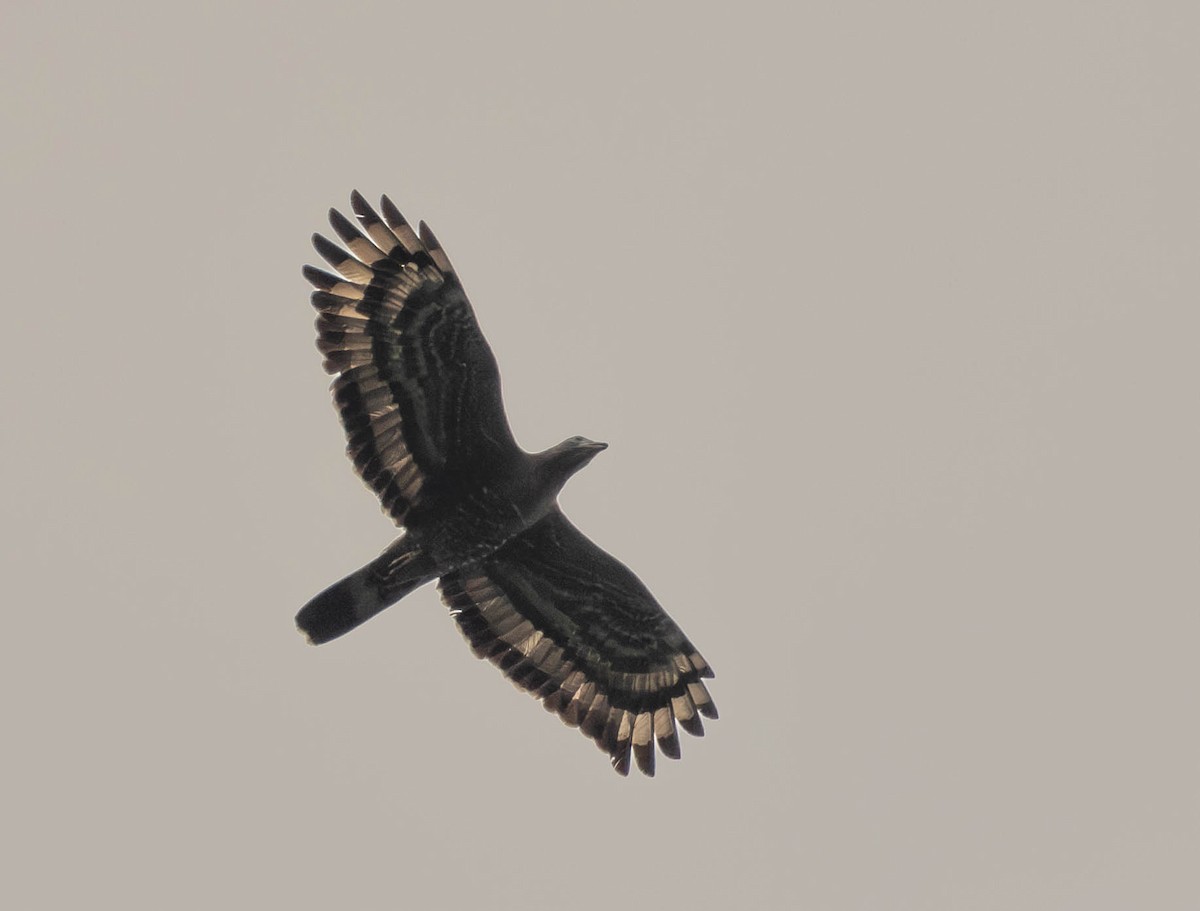 Oriental Honey-buzzard - Garret Skead