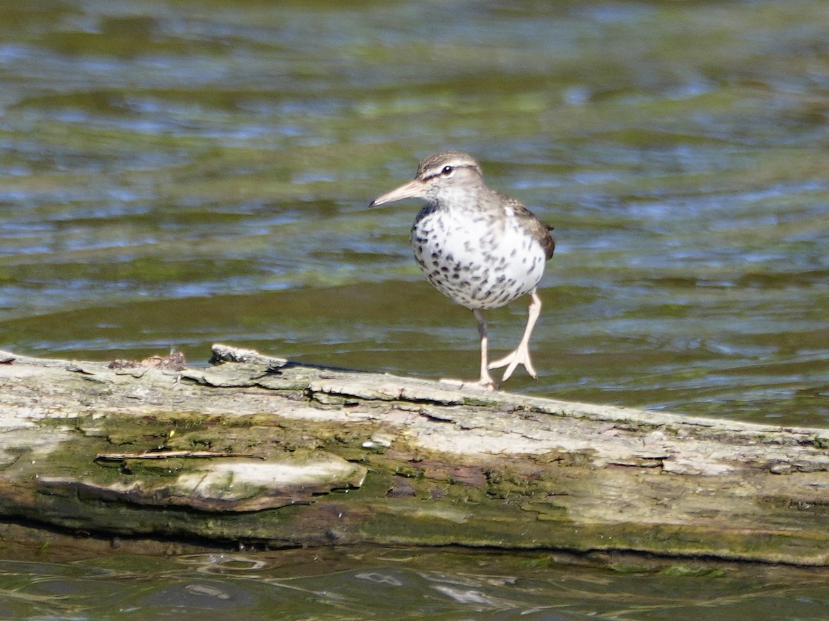Spotted Sandpiper - Chris Wills