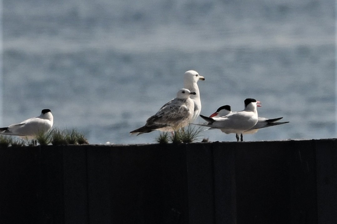 gull sp. - Mark Miller