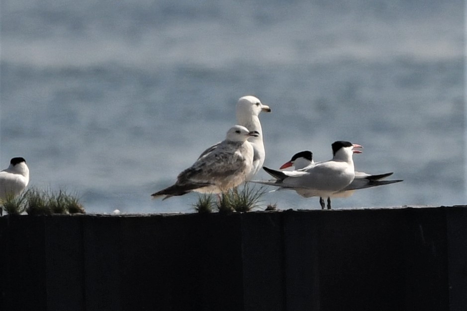 gull sp. - Mark Miller