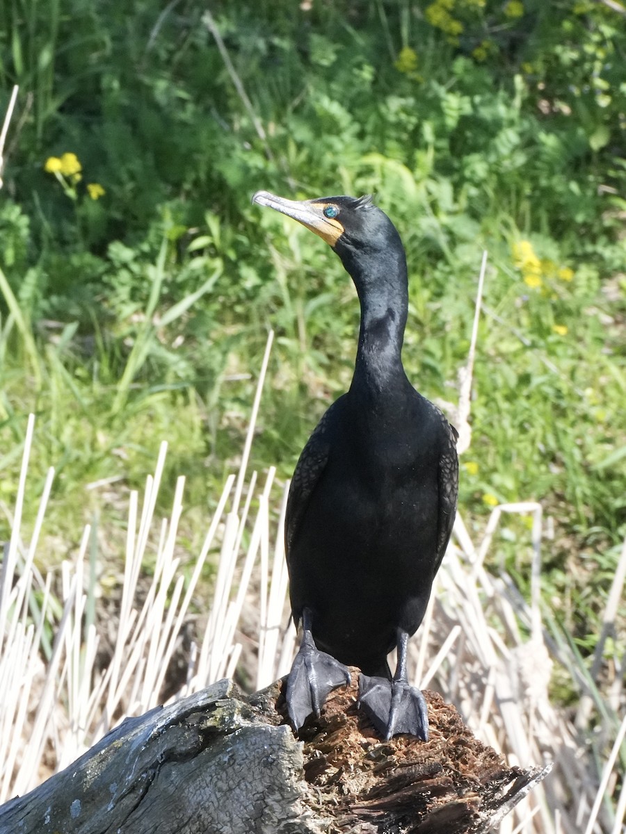 Double-crested Cormorant - Chris Wills