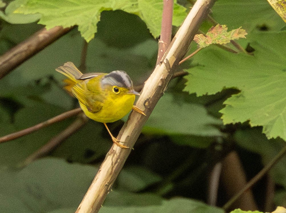 Bianchi's/Martens's/Alström's Warbler - Garret Skead