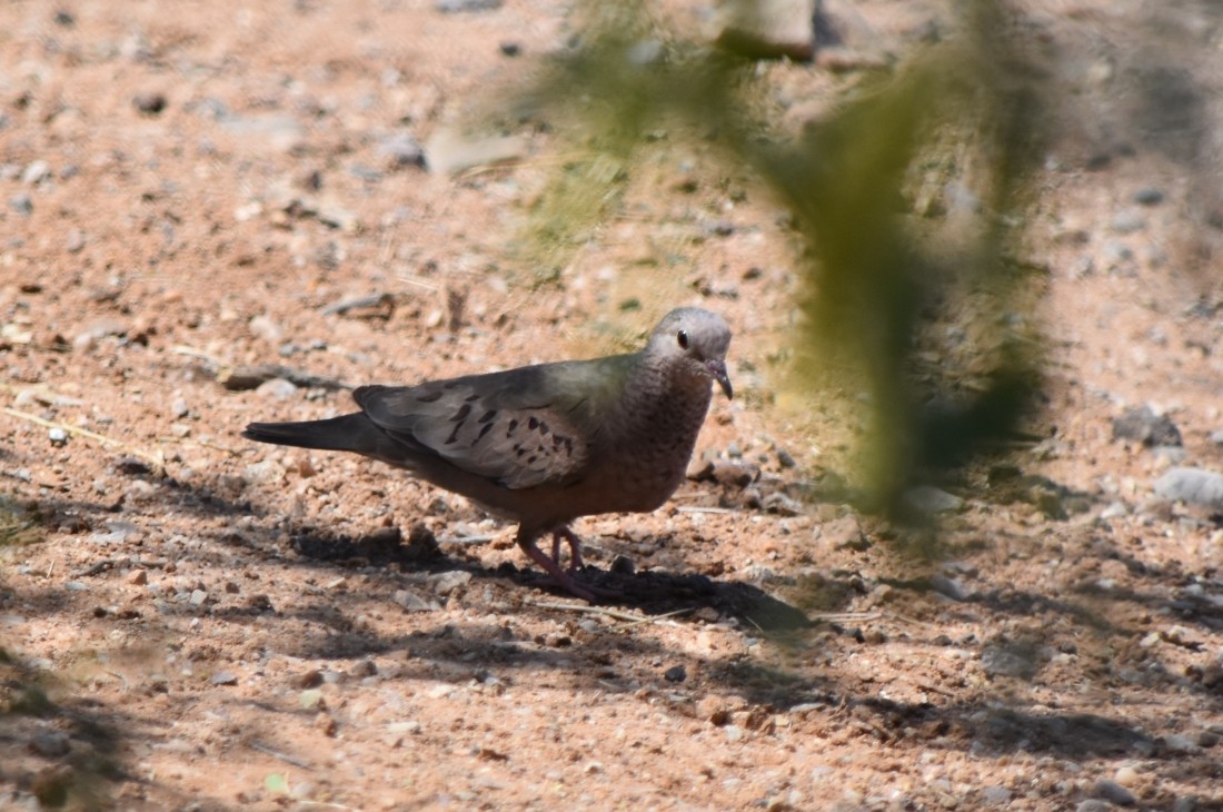 Common Ground Dove - Steve Nord