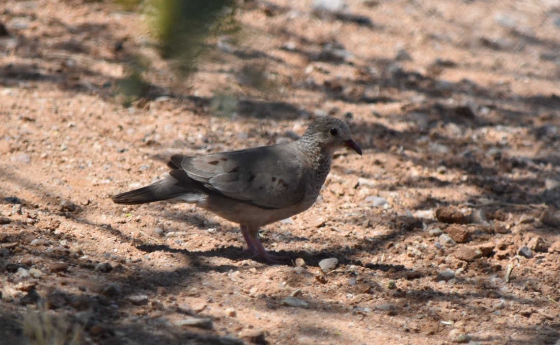 Common Ground Dove - Steve Nord