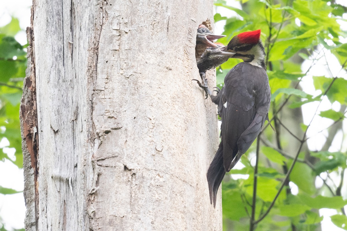 Pileated Woodpecker - Ben  Lucking