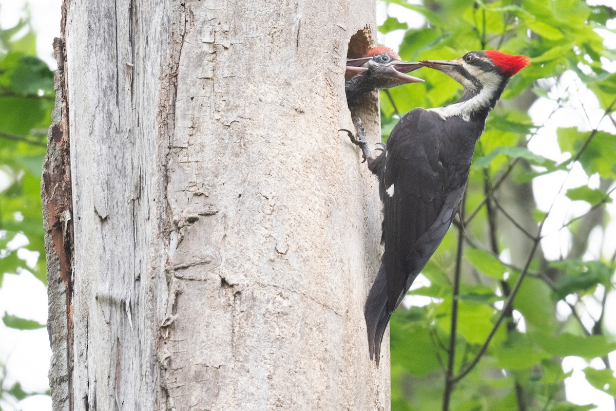 Pileated Woodpecker - Ben  Lucking