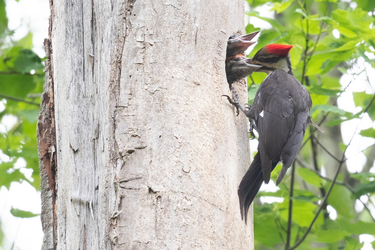 Pileated Woodpecker - Ben  Lucking