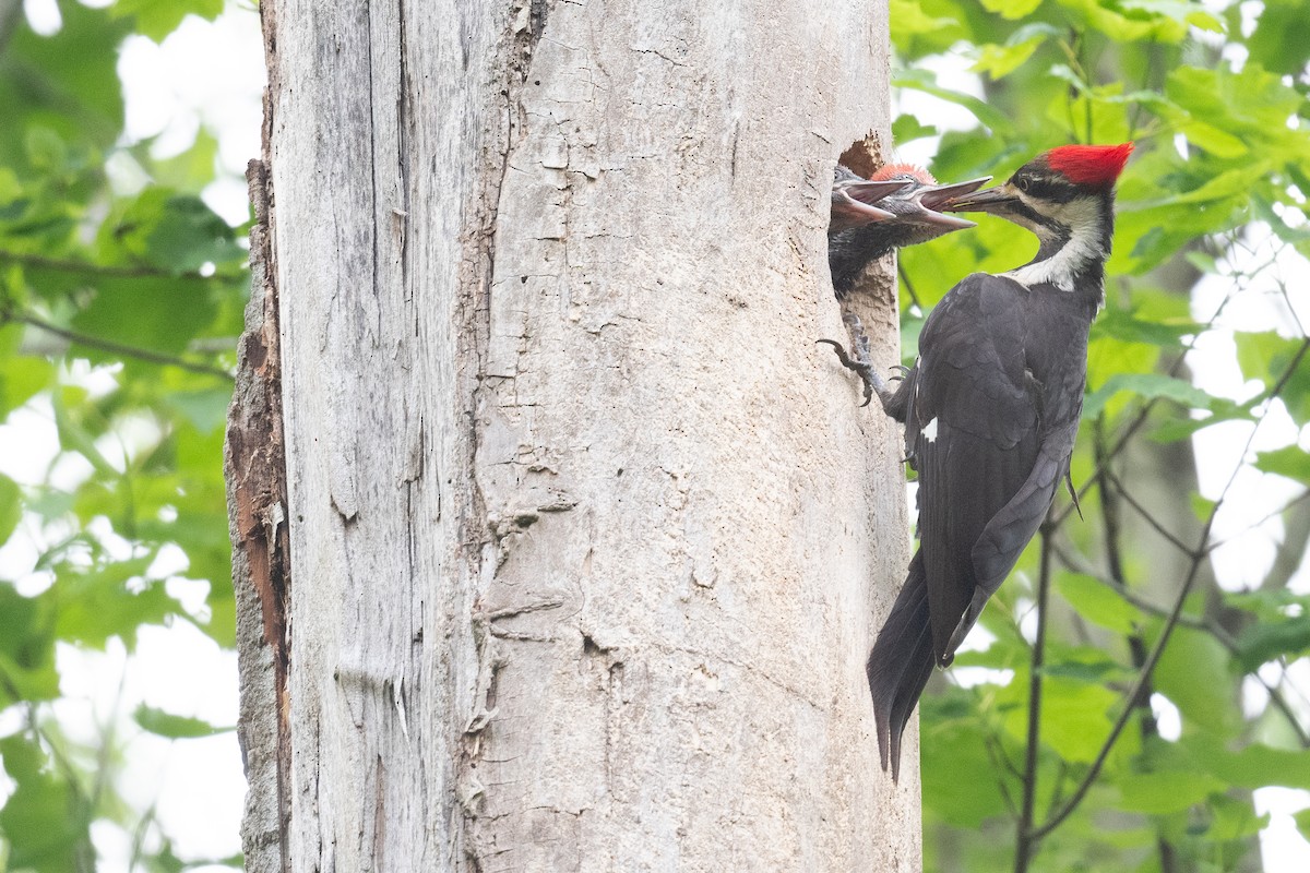 Pileated Woodpecker - Ben  Lucking