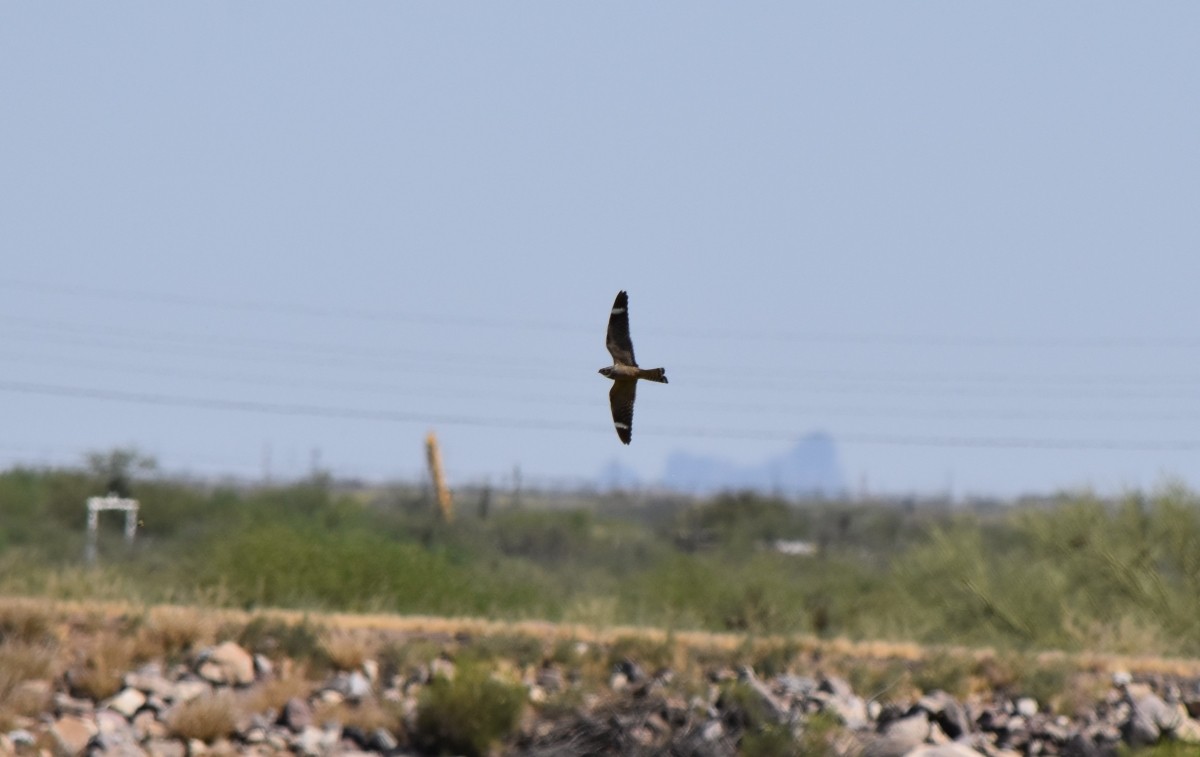 Lesser Nighthawk - Steve Nord