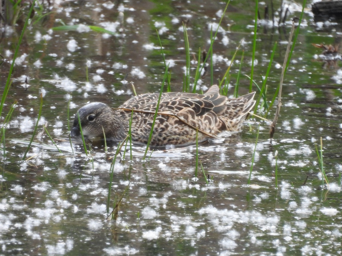 Blue-winged Teal - Mark Stevens