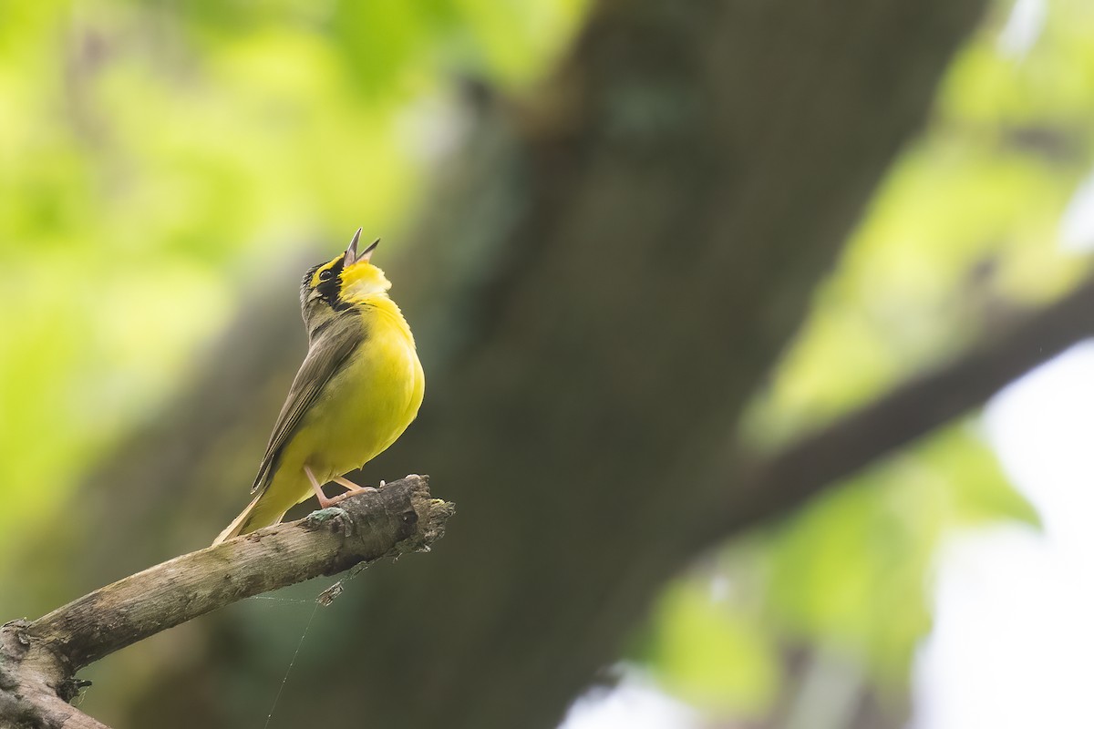 Kentucky Warbler - Ben  Lucking