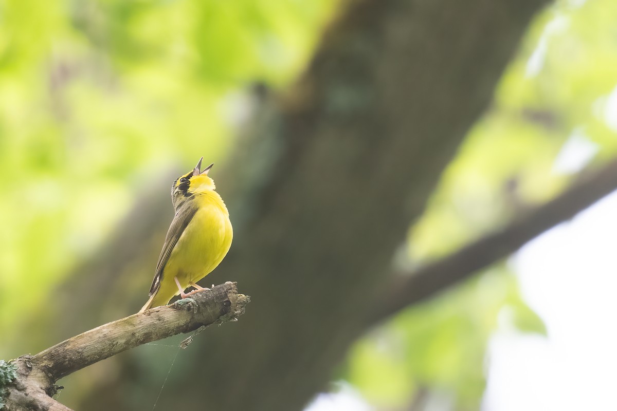 Kentucky Warbler - Ben  Lucking