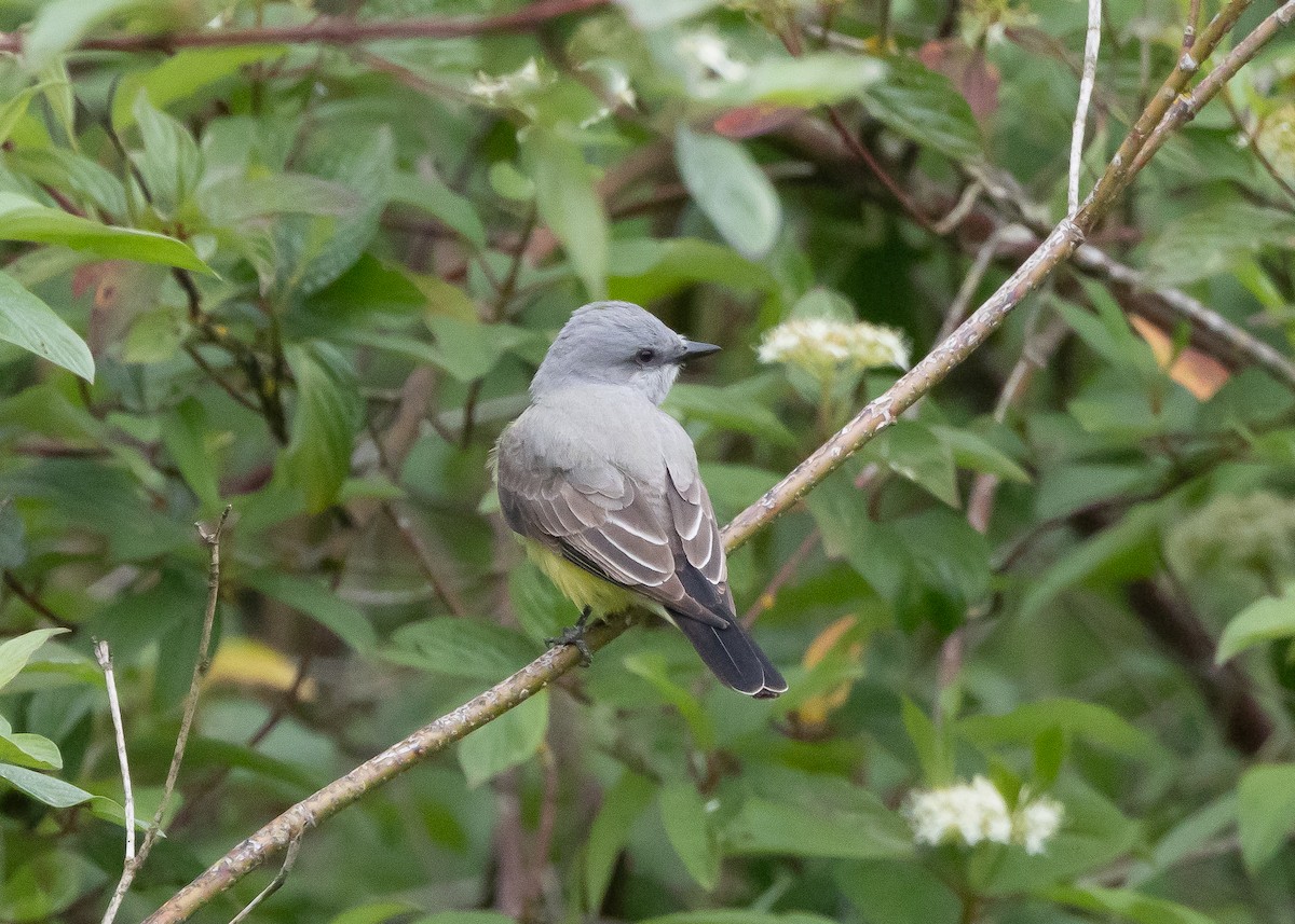 Western Kingbird - Ian Burgess