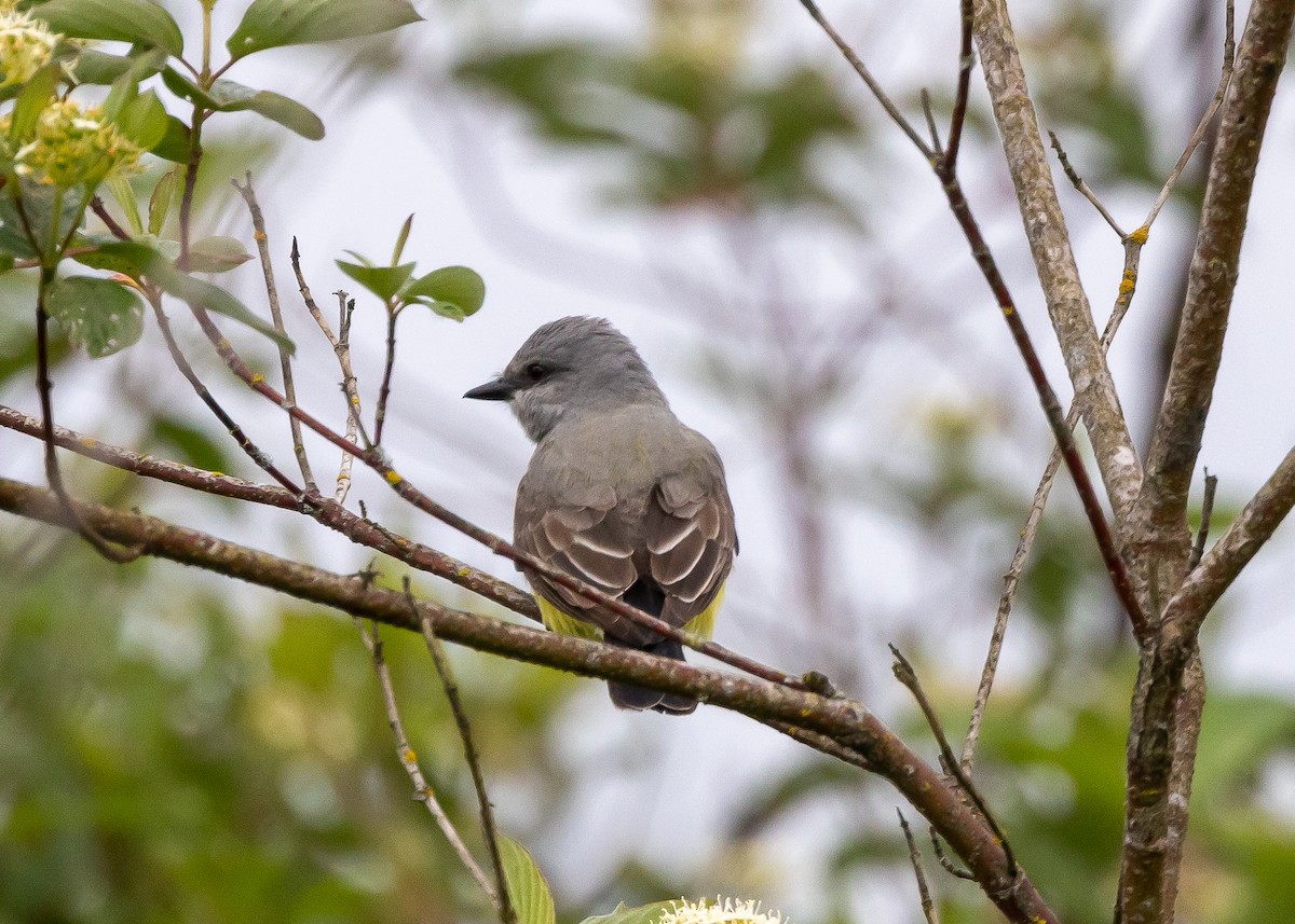 Western Kingbird - Ian Burgess