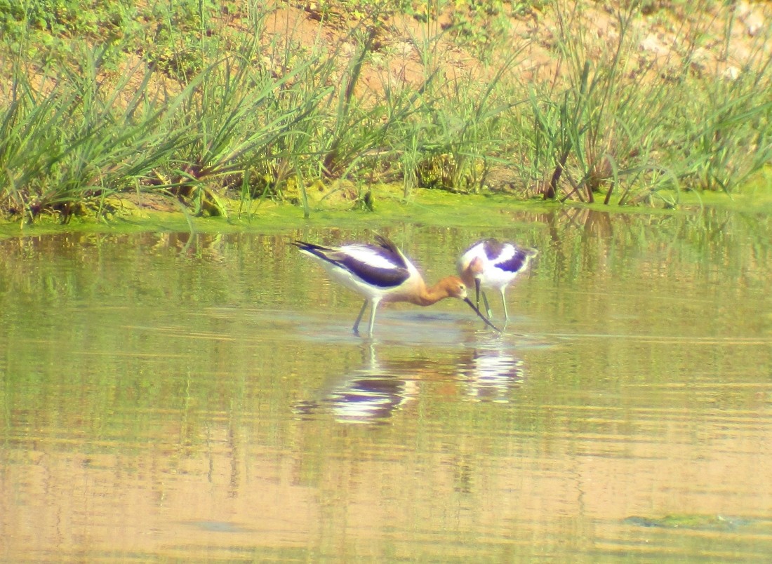 Avocette d'Amérique - ML619500550