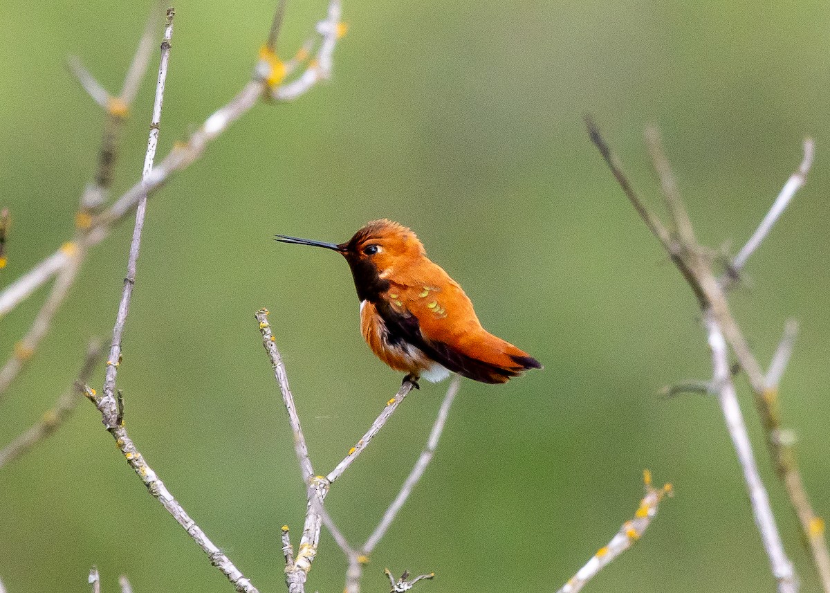 Rufous Hummingbird - Ian Burgess