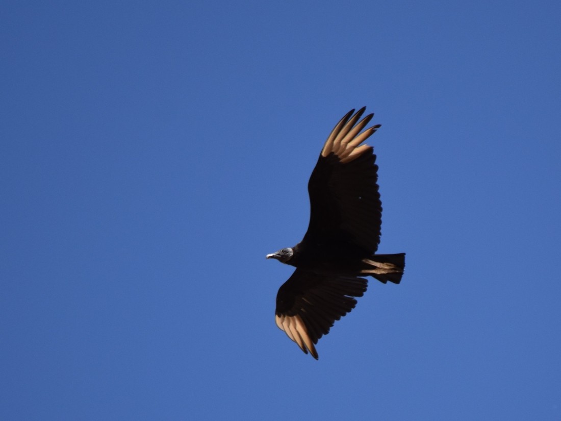 Black Vulture - Steve Nord