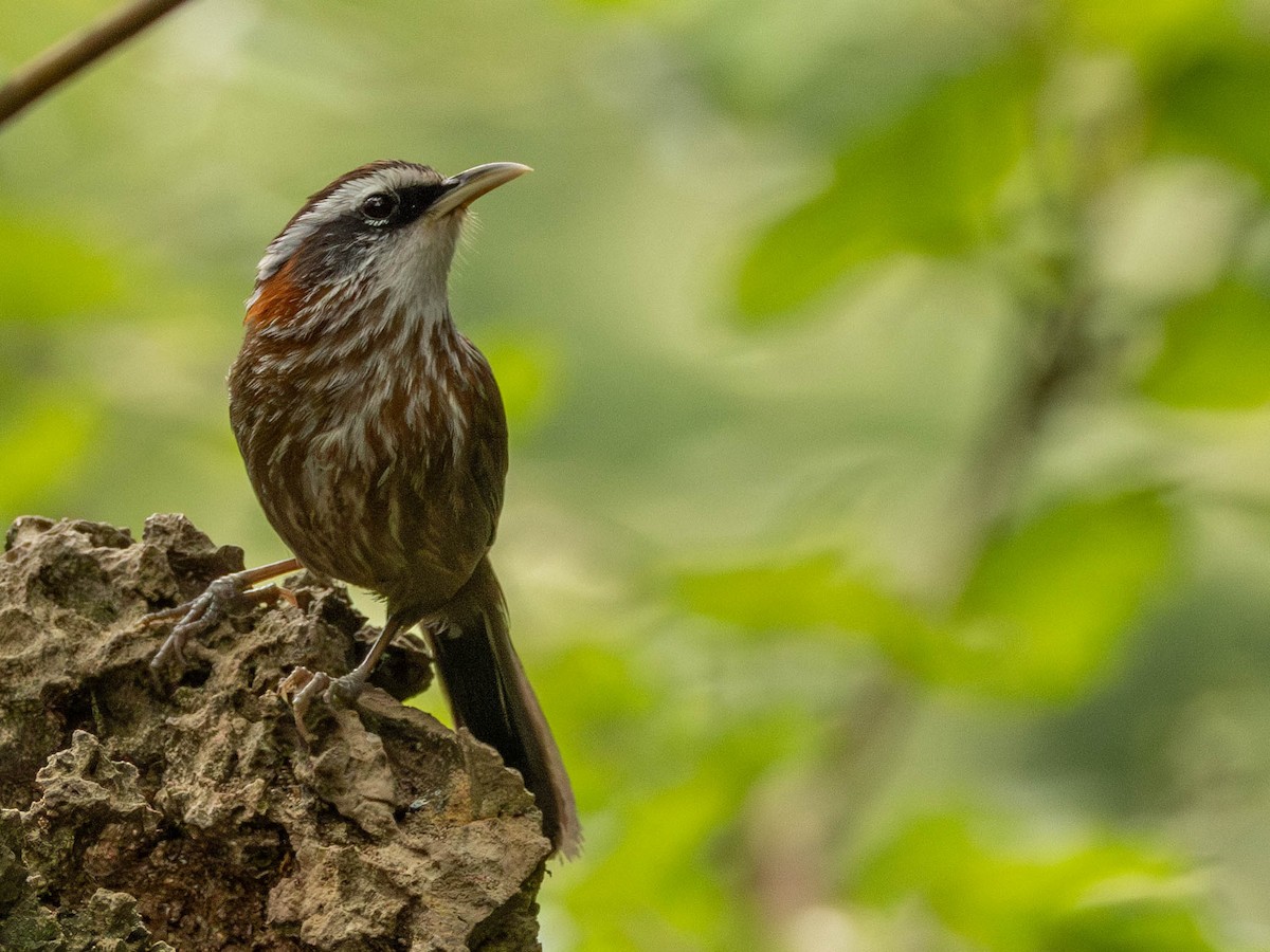 Streak-breasted Scimitar-Babbler - Garret Skead