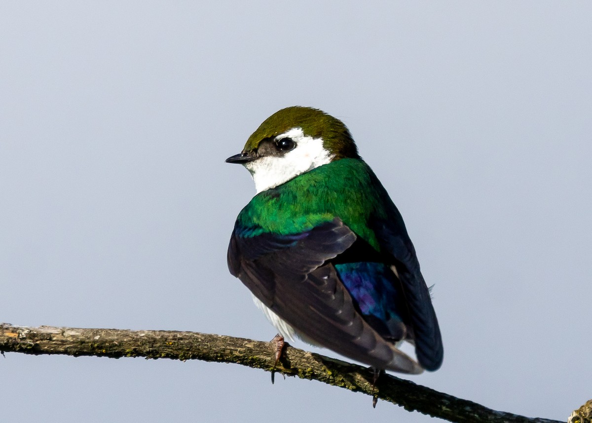 Violet-green Swallow - Ian Burgess