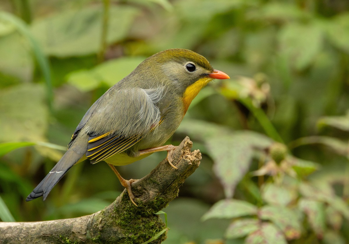 Red-billed Leiothrix - Garret Skead