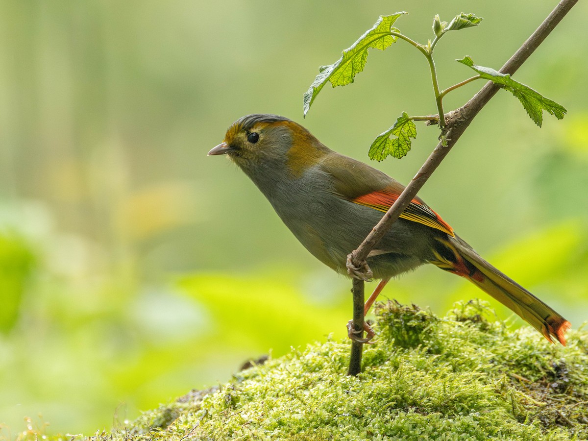 Gray-faced Liocichla - Garret Skead