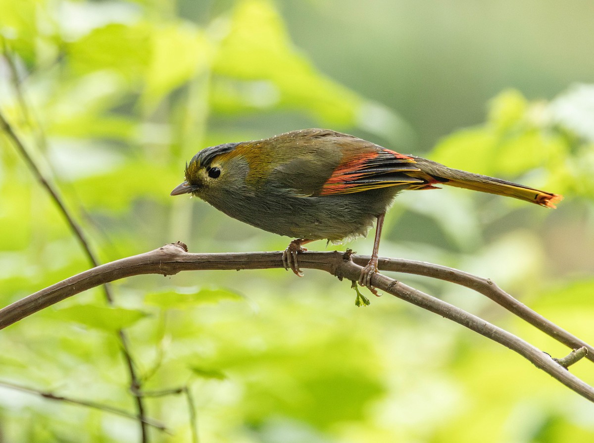 Gray-faced Liocichla - ML619500581