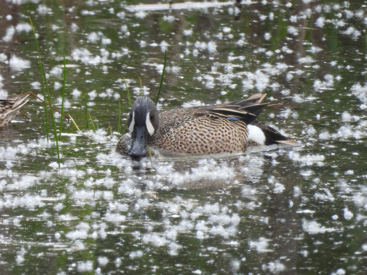 Blue-winged Teal - Mark Stevens