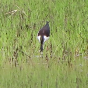 Black-necked Stilt - Sharon MacDonald