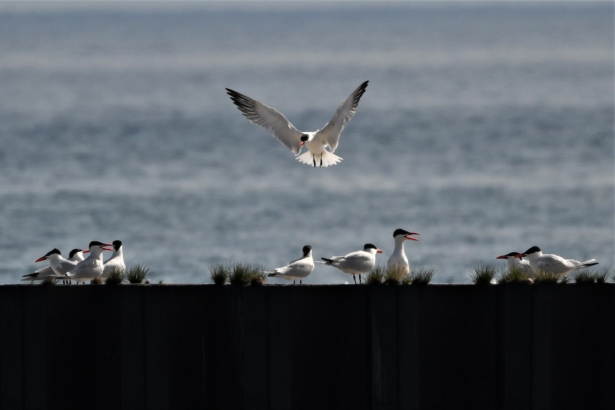 Caspian Tern - Mark Miller