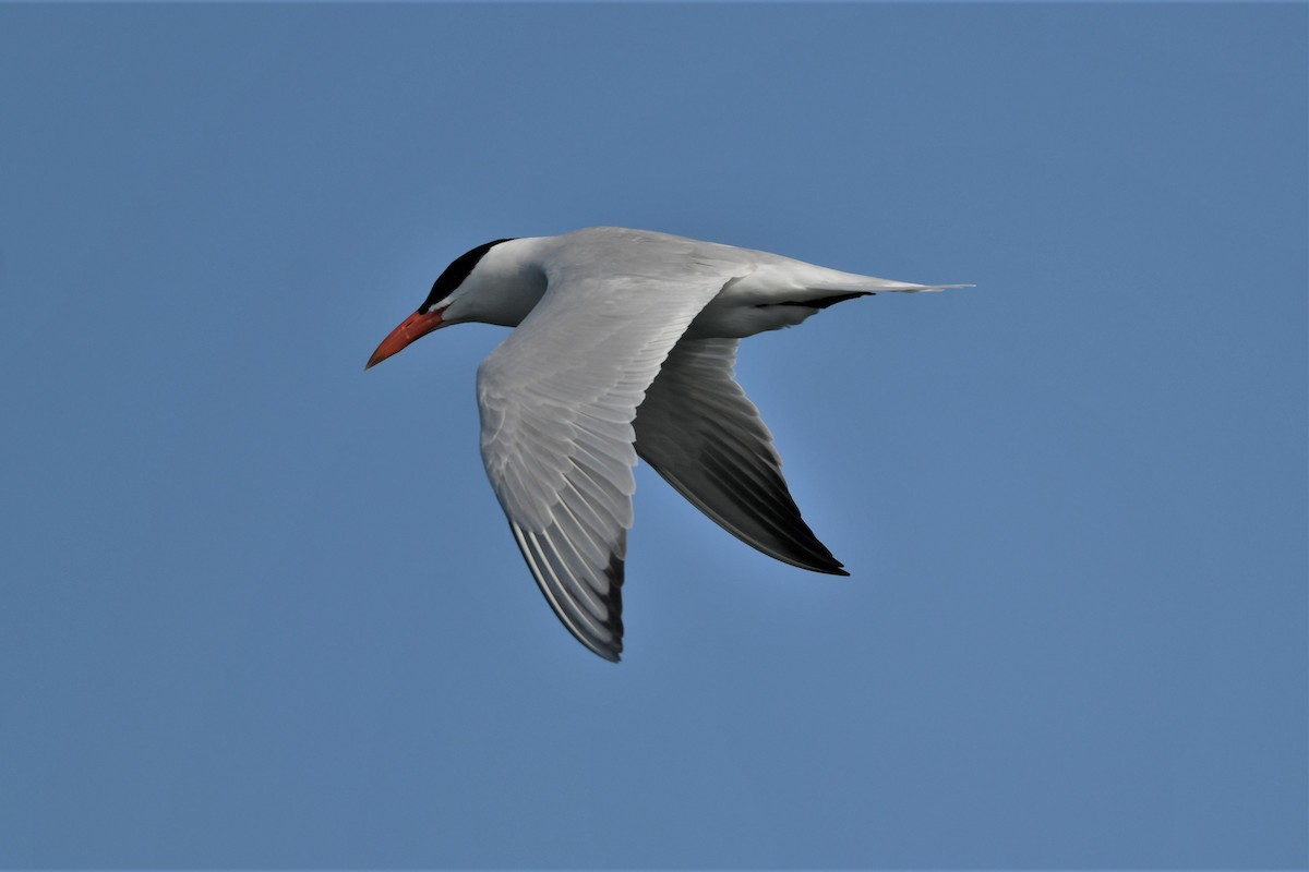 Caspian Tern - Mark Miller