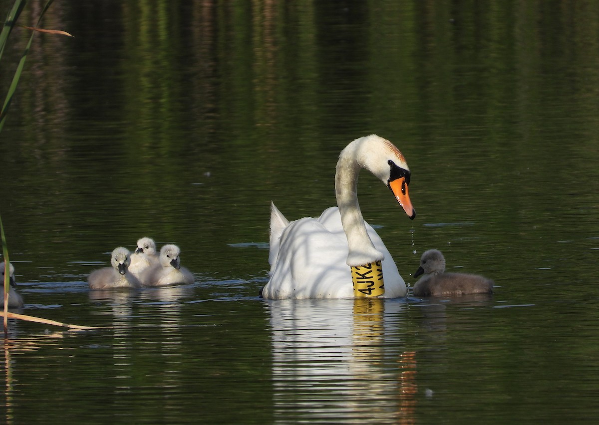 Mute Swan - Adam Wilczek