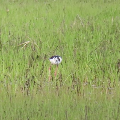 Black-necked Stilt - Sharon MacDonald