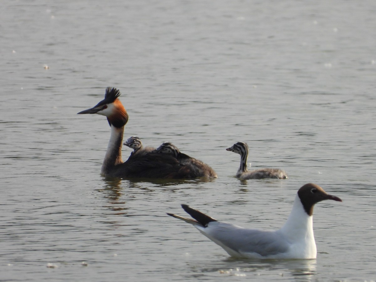 Great Crested Grebe - Adam Wilczek